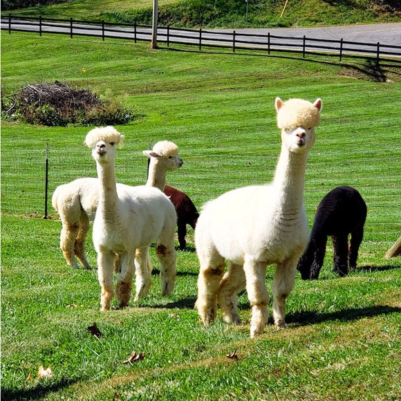 Meet The Posher🍃 - Picture 3 of 7